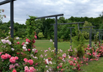 Park, róże, motyle, mozaiki jak u Gaudiego