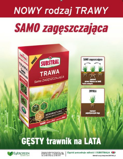 Ogród z zielonym dywanem