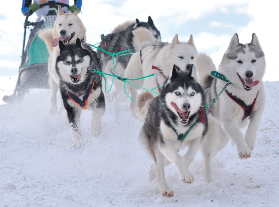 Najlepiej ciągnie Husky!