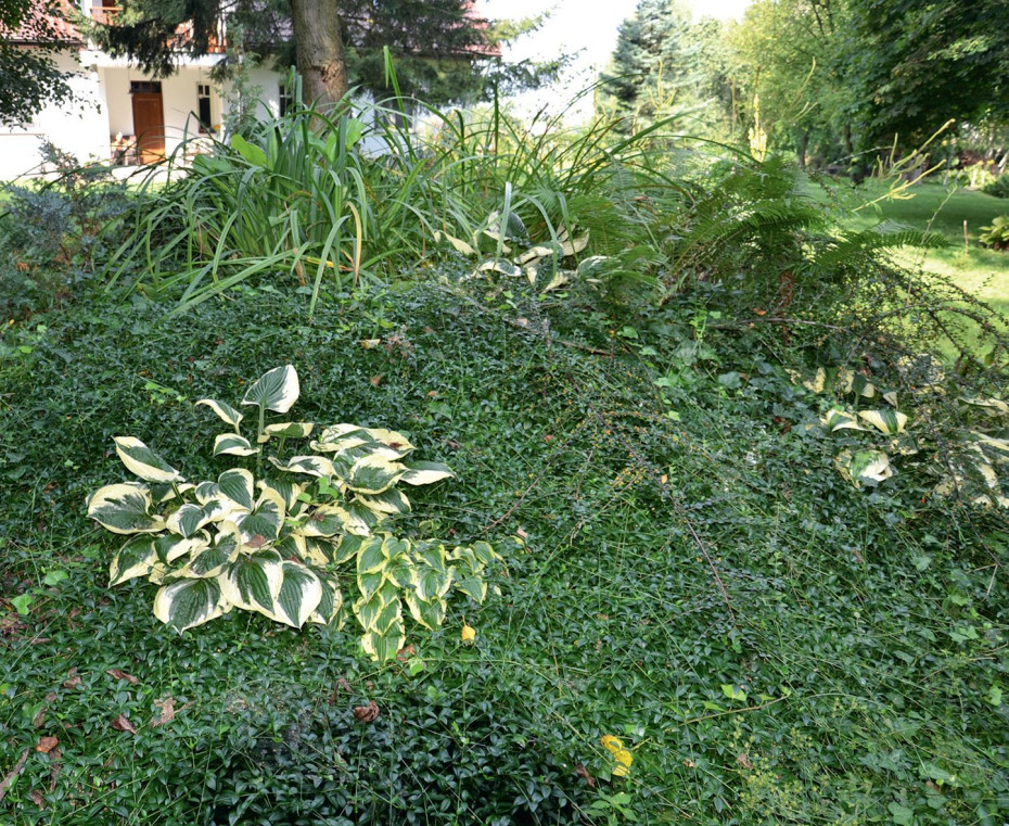 Lidka - Członkini Klubu Budujących Dom, hydroponiczną oczyszczalnię użytkuje od 2013 r.